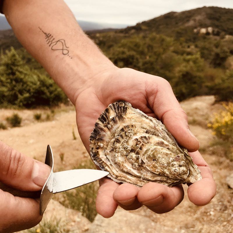 Oyster knife with oyster