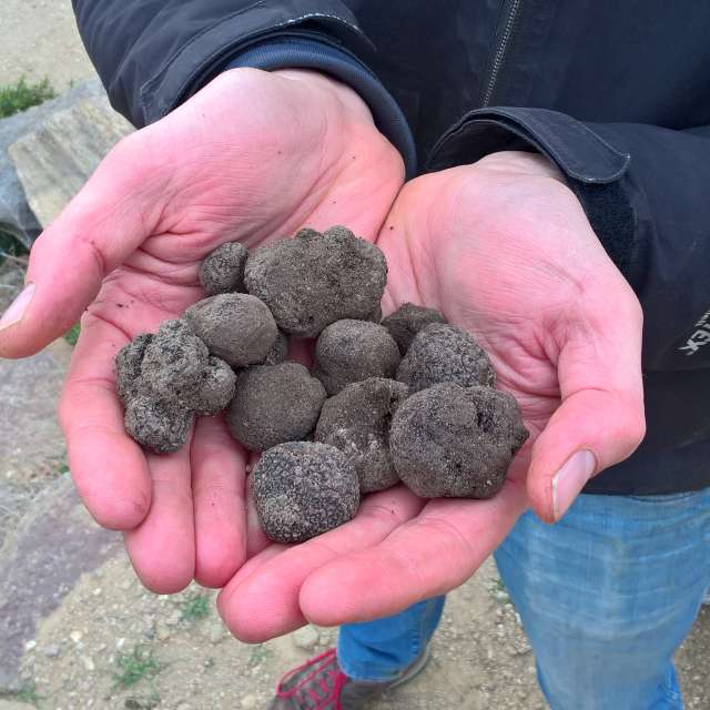 two hands full of truffles