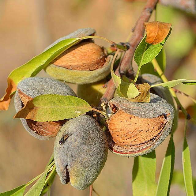 Almonds in shell on tree